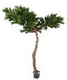 Arbre artificiel forestier Pin Umbrella - arbre méditerranéen intérieur - H.240cm