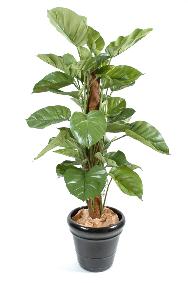 Plante verte artificielle Pothos gant tuteur coco - intrieur - H.150cm