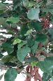 Arbre artificiel Ficus tronc cage - plante d'intérieur - H.140cm vert