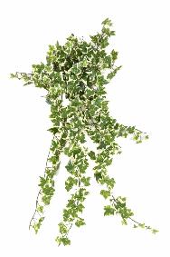 Feuillage artificiel chute de Lierre en piquet - feuilles traites anti-UV - H.60cm vert blanc