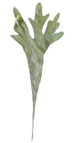 Feuille artificielle Platycerium - fougre corne d'lan - H.68cm vert