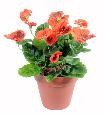 Fleur artificielle Pensée - plante d'intérieur en piquet - H.26cm rouge