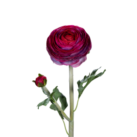 Fleur artificielle tige de Renoncule - cration de bouquet - H.57cm pourpre