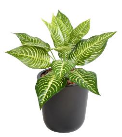 Plante artificielle Aphelandra mini en piquet - dcoration d'intrieur - H.30cm panach