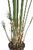 Plante artificielle Papyrus Cyperus du Nil en pot - intérieur - H. 125cm vert