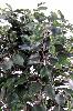 Arbuste artificiel Ficus Exotica buisson - plante d'intérieur - H.80cm vert