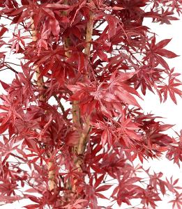 Plante artificielle Aralia New - érable synthétique pour intérieur - H.190cm rouge