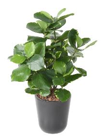 Plante artificielle Clusia - dcoration d'intrieur - H.45cm vert crme