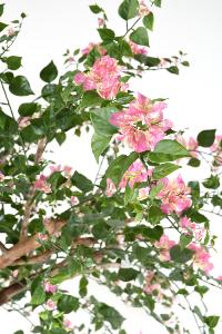 Arbre artificiel fleuri Bougainvillier Tree - plante d'intérieur - H.280cm rose