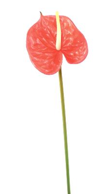 Fleur artificielle Anthurium - décoration florale - H.58cm rouge