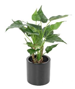 Plante artificielle Alocasia Cucullata - plante tropicale d'intérieur - H.50cm