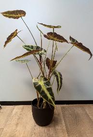 Plante artificielle Alocasia en pot - plante d'intrieur - H.75cm vert fonc