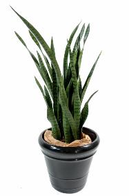 Plante artificielle Sansevieria 30 Feuilles - succulente pour intrieur - H. 110cm vert