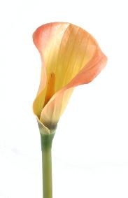 Fleur artificielle Calla Lily - cration bouquet - H.90 cm rose orange