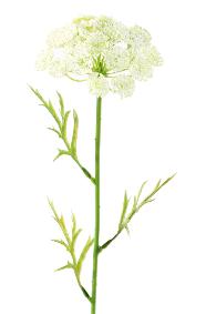 Fleur artificielle Daucus - cration bouquet pour intrieur - H. 55cm blanc