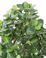 Plante artificielle Clusia buisson - décoration d'intérieur - H.95cm vert