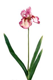Fleur artificielle iris haute qualit - fleur bicolore - H. 77 cm fuchsia