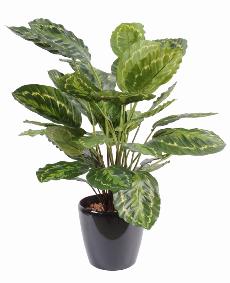 Plante artificielle Calathea Roseopicta - dcoration d'intrieur - H.70cm vert