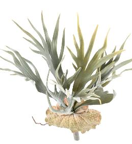 Plante artificielle Platycerium en piquet - fougre corne d'lan - H.30cm vert