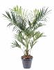 Palmier artificiel kentia royal - ambiance tropicale - H.220cm vert