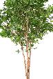 Arbre forestier artificiel Hêtre Grandifolia Tree - décoration d'intérieur - H.350cm