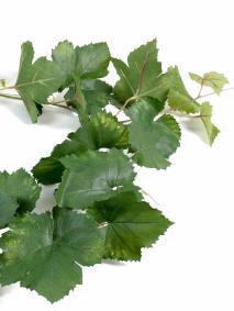 Guirlande artificielle de vigne 34 feuilles - dcoration d'intrieur - H.118cm vert