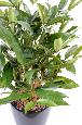 Plante artificielle Dracaena Surculosa - décoration d'intérieur - H.60cm vert