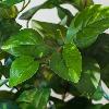 Feuillage artificiel piquet Philo - plante pour intérieur - H.40cm vert