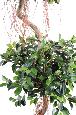 Arbre artificiel Ficus spirale 2 boules - plante d'intérieur - H.180cm vert