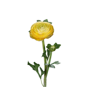 Fleur artificielle tige de Renoncule - cration de bouquet - H.57cm jaune
