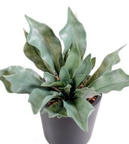 Plante artificielle Platycerium UV en piquet - fougre corne d'lan - H.25cm vert gris