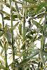 Bambou artificiel New Green cannes vertes - intérieur - H.120cm vert