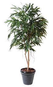 Arbre artificiel Ficus Alii royal - plante semi-naturelle intrieur - H.190cm