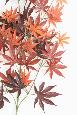 Feuillage artificiel Branche d'Aralia - couleur automne - H.70cm rouge