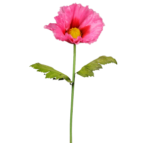 Fleur artificielle XXL pavot gant - dcoration d'intrieur - H.135cm rose