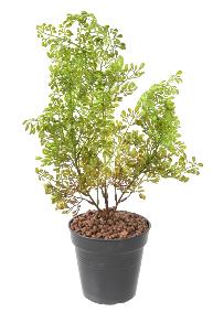 Plante artificielle Buxus en piquet - intrieur extrieur - H.50cm vert fonc