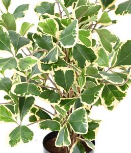 Arbre artificiel Ficus Triangularis - plante d'intérieur - H.50cm vert/crème