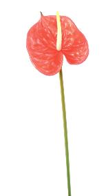 Fleur artificielle Anthurium - dcoration florale - H.58cm rouge