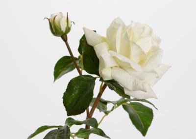 Fleur artificielle rose Melody reality - Fresh touch haute qualit - H.53cm blanc
