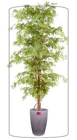 Arbre forestier artificiel Aralia new - plante d'intrieur - H.190cm vert/rouge