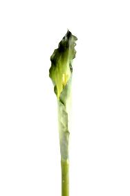 Fleur artificielle Arome XL haute qualit - composition bouquet - H.90 cm vert