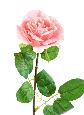 Fleur artificielle coupée rose - décoration d'intérieur - H.66cm rose