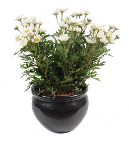 Plante artificielle Marguerite Anthemis - plante d'intrieur - H.40cm Blanc