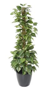 Plante verte artificielle Pothos tuteur - plante d'intrieur - H.130cm