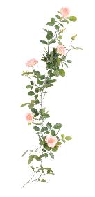 Fleurs artificielles Guirlande royale de rose - dcoration d'intrieur - H.140cm rose crme