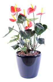 Plante artificielle fleurie Anthurium en pot - dcoration d'intrieur - H.50cm rouge