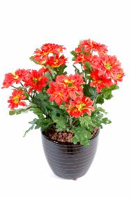 Plante fleurie artificielle Chrysanthme mini en piquet - dcoration intrieure - 25cm rouge
