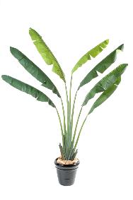 Plante tropicale artificielle Arbre du voyageur - plante intrieur - H.250 cm