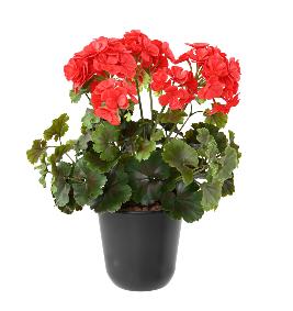 Plante artificielle fleurie Granium UV 6 ttes - intrieur extrieur - H.35cm rouge