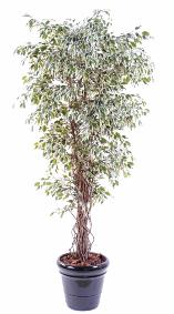 Arbre artificiel Ficus lianes petites feuilles - plante d'intrieur - H.180cm vert/crme